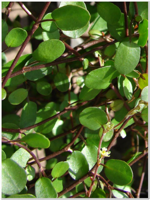 PIANTA DI MUEHLENBECKIA