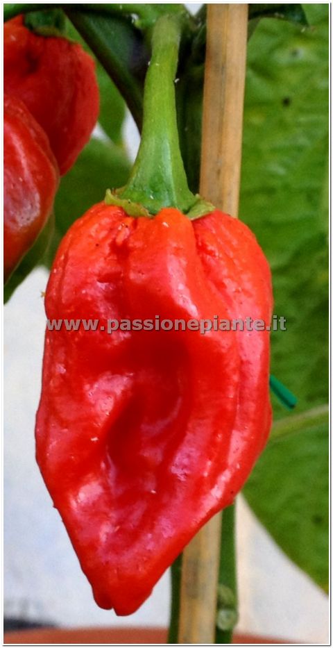 SEMI PEPERONCINO NAGA MORICH