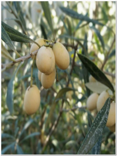 ALBERO DI OLIVO BIANCO LEUCOCARPA ALT 160-180 CM