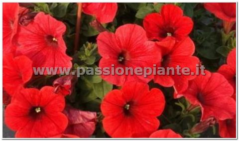 PIANTA DI PETUNIA