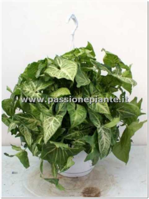PIANTA DI SYNGONIUM