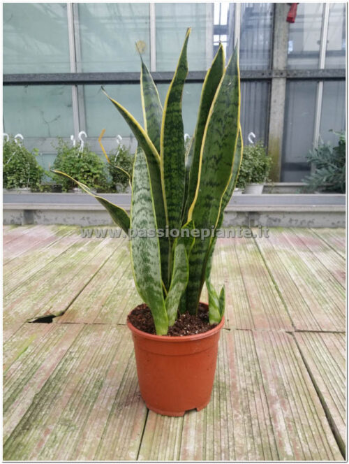 PIANTA SI SANSEVERIA