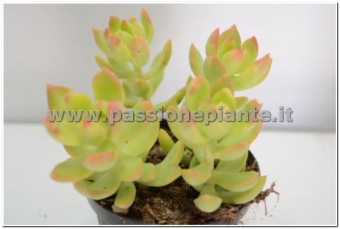 PIANTA DI SEDEVERIA LUTEA VASO 10