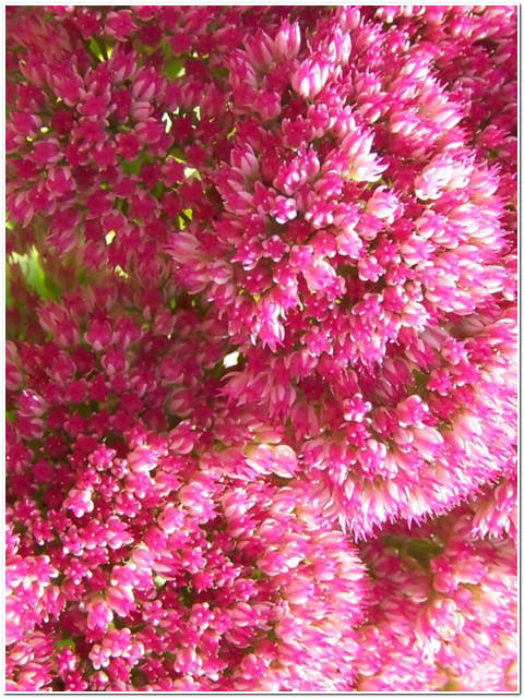 PIANTA DI SEDUM SPURIUM