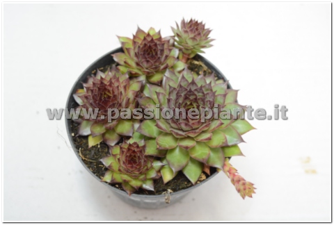 PIANTA DI SEMPERVIVUM SOSNOWSKYI VASO 10