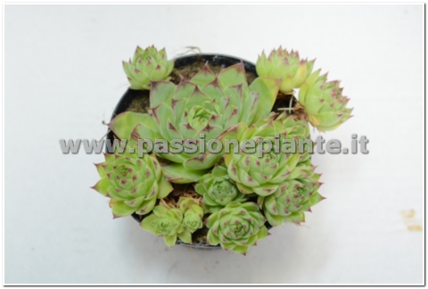 PIANTA DI SEMPERVIVUM TOCTORUM VASO 10