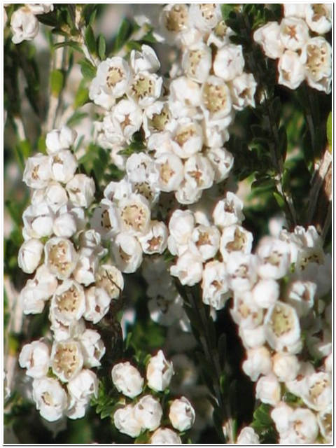 PIANTA DI THRYPTOMENE