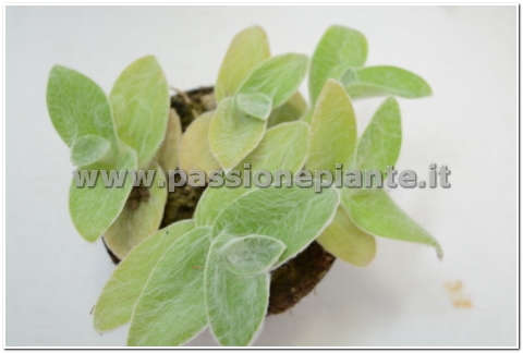 PIANTA DI TRANDESCANTIA VASO 10