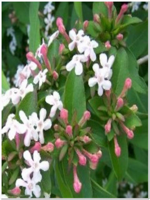 PIANTA DI ABELIA