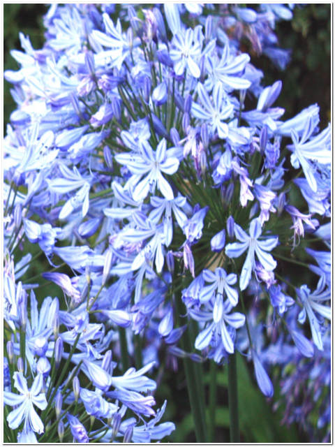 PIANTA DI AGAPANTHUS