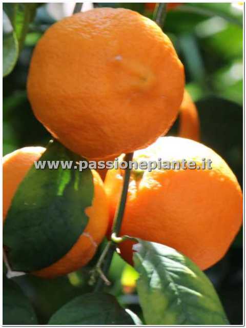 SEMI ALBERO DI ARANCIO