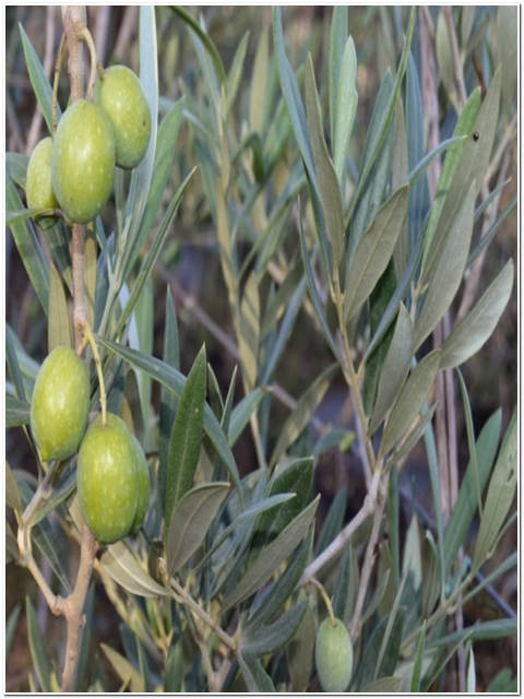 ALBERO DI OLIVA ASCOLANA DA MENSA