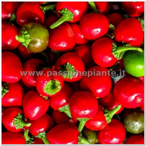 SEMI PEPERONCINO BACIO DI SATANA