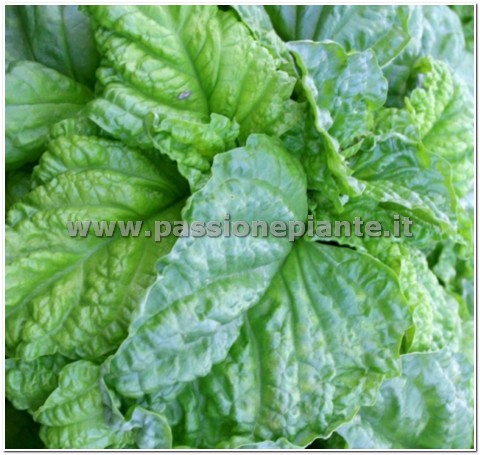 SEMI BASILICO GIGANTE