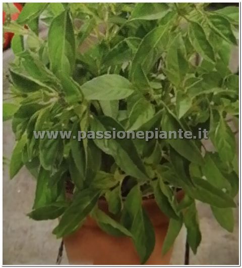 SEMI BASILICO LIMONE