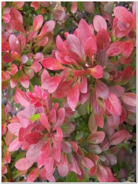 PIANTA DI BERBERIS VASO 7X7 ALT 10/20 CM