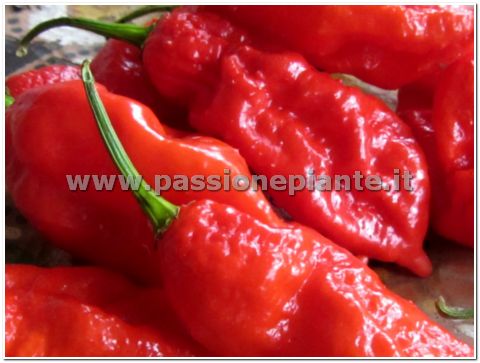 SEMI PEPERONCINO BHUT JOLOKIA
