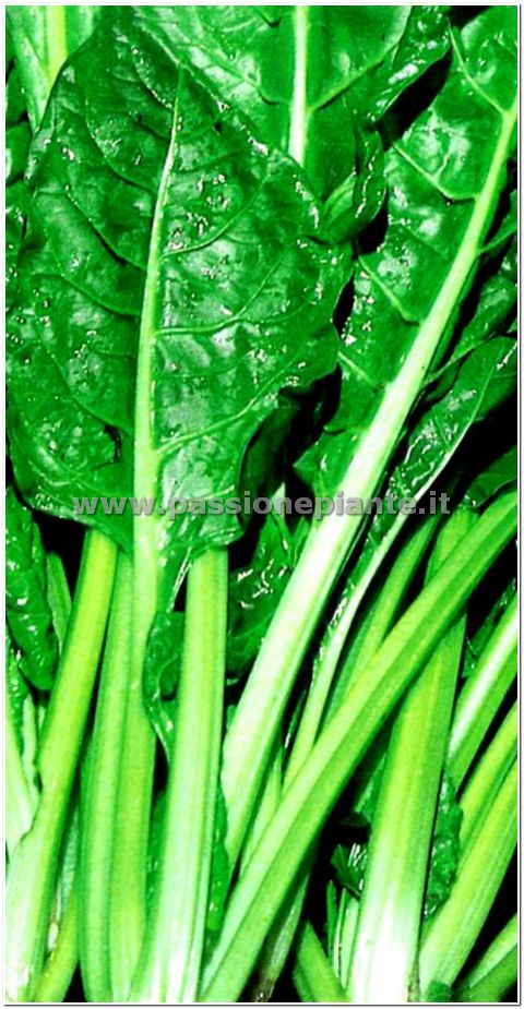 SEMI BIETOLA DA TAGLIO