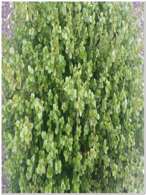PIANTA DI BUXUS ROTUNDIFOLIA