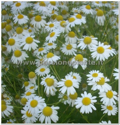 SEMI CAMOMILLA