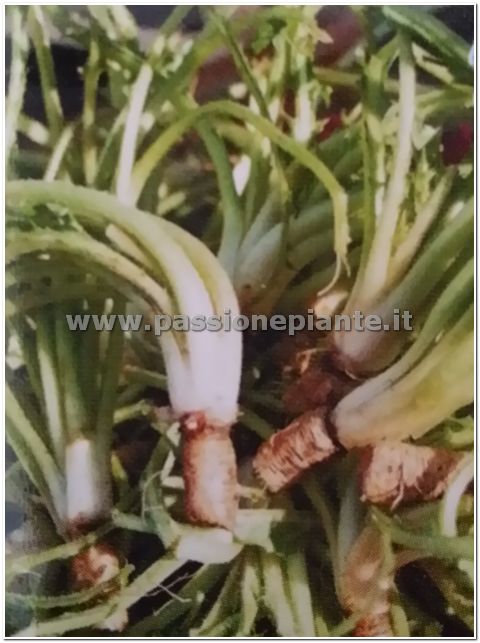 SEMI CARDONE SELVATICO