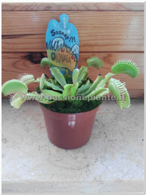 PIANTA CARNIVORA DIONEA