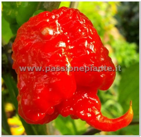 SEMI PEPERONCINO CAROLINA REAPER