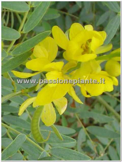 Pianta di Cassia