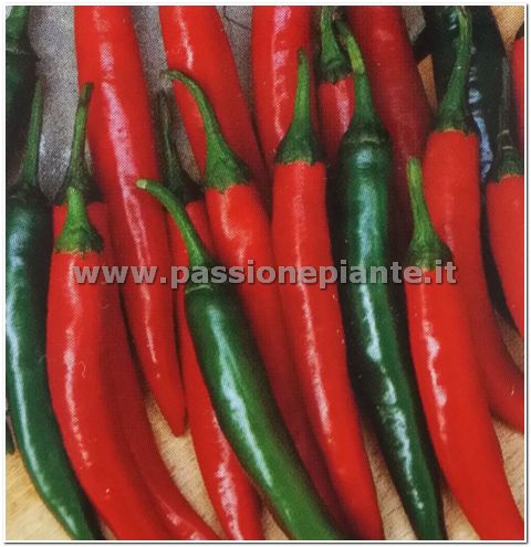 SEMI PEPERONCINO CAYENNA