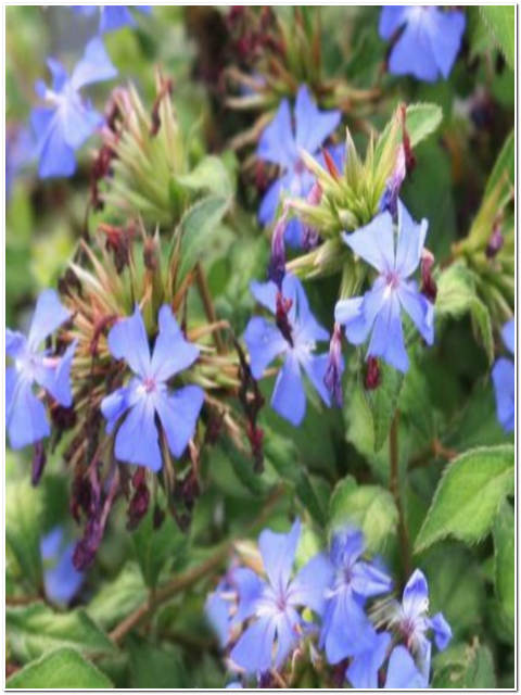PIANTA DI CERATOSTIGMA