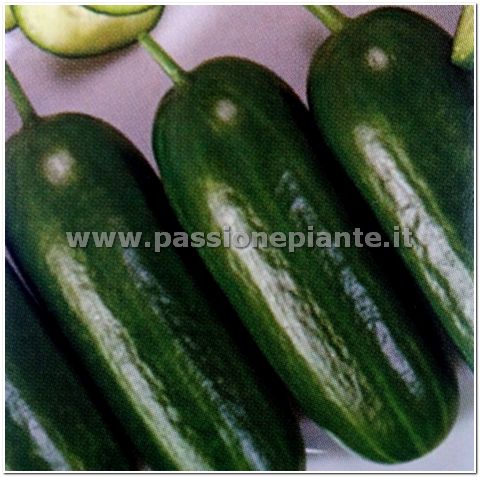 SEMI CETRIOLO DI POLIGNANO