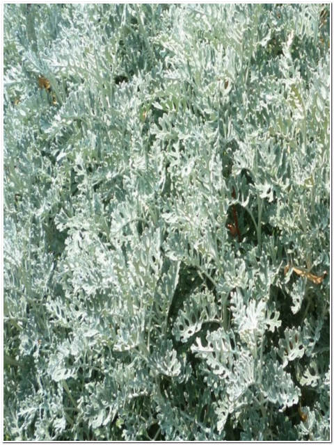 PIANTA DI CINERARIA MARITTIMA