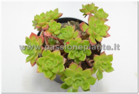 PIANTA DI CRASSULA RED EDGE VASO 10