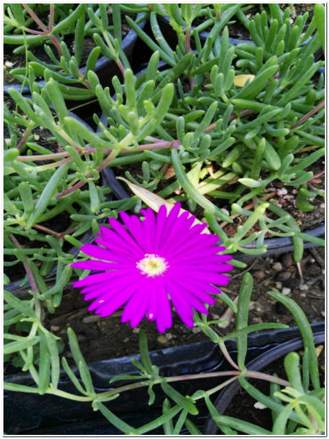 PIANTA DI DELOSPERMA A FIORE GRANDE VASO 7x7