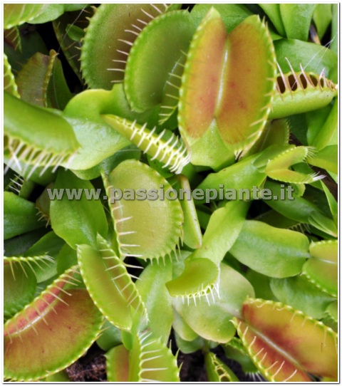 SEMI PIANTA CARNIVORA DIONEA