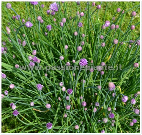 SEMI ERBA CIPOLLINA
