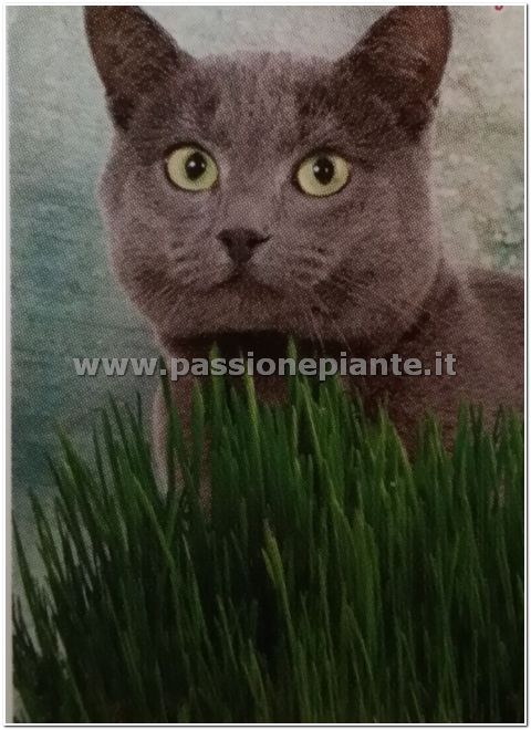 SEMI ERBA GATTO