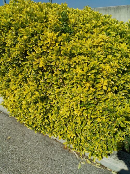 PIANTA DI EUONYMUS AUREA
