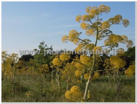 SEMI FINOCCHIO SELVATICO