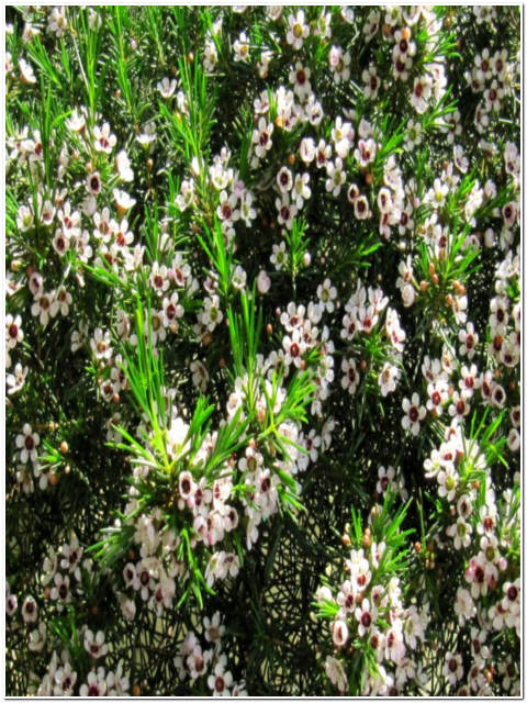 PIANTA DI FIORE DI CERA