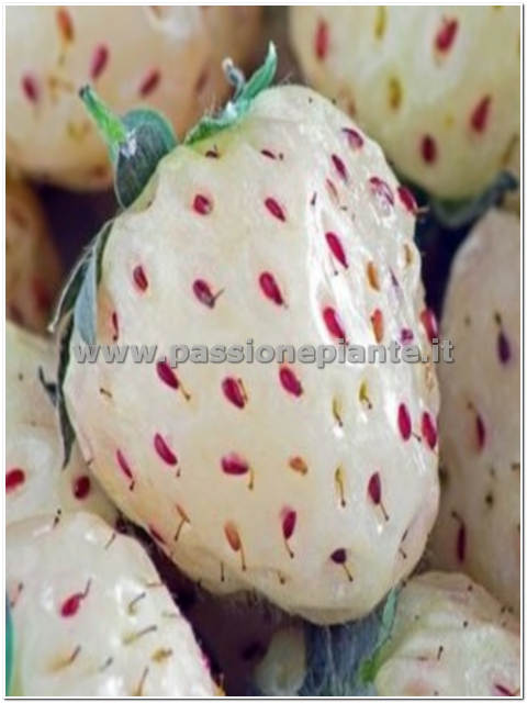 SEMI DI FRAGOLA BIANCA