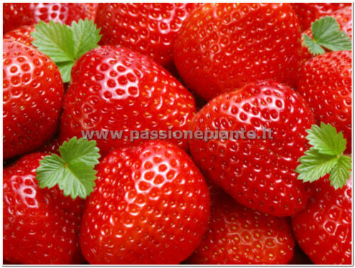 PIANTA DI FRAGOLA