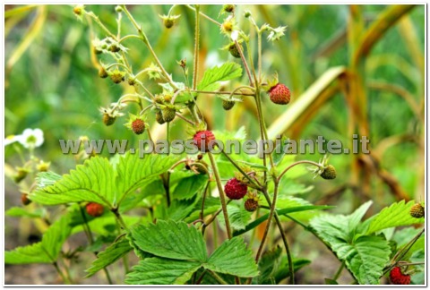 SEMI FRAGOLINA DI BOSCO