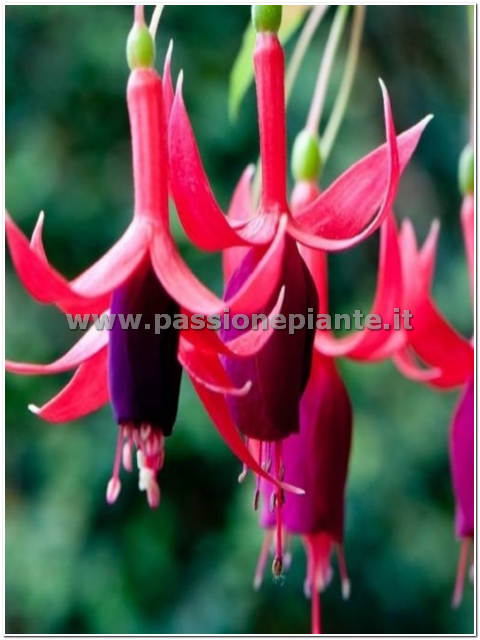 PIANTA DI FUCSIA