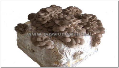 PANI DI FUNGO CARDONCELLO