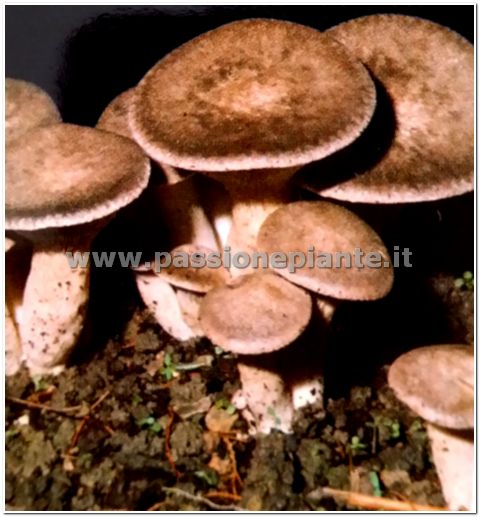 MICELIO DI FUNGHI CARNONCELLO