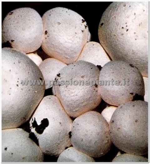 MICELIO DI FUNGHI CHAMPIGNON