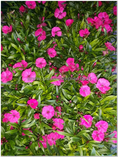 PIANTA DI GAROFANINO