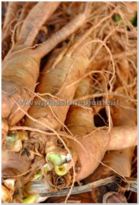 SEMI GINSENG