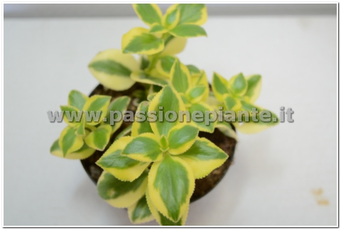 PIANTA NEW GREEN VASO 10